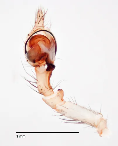 Cybaeina dixoni
