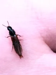 orange-tipped rove beetle thumbnail 1