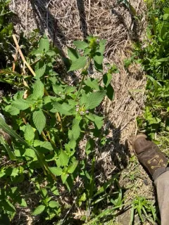 Black horehound thumbnail 2
