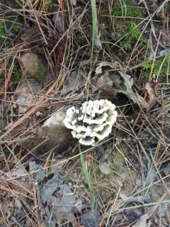 Thelephora vialis thumbnail 3