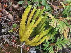 Appalachian clubmoss thumbnail 3