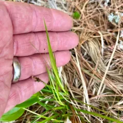 Blue Ridge sedge thumbnail 3