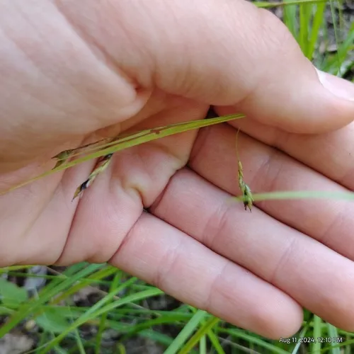 white-edge sedge