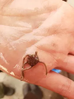 Sericeum Brittle Star thumbnail 2