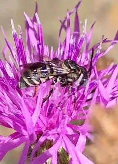 Thistle Longhorn-Cuckoo thumbnail 3