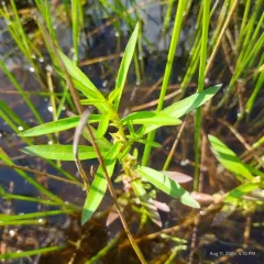 False loosestrife thumbnail 2