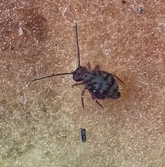 Ptenothrix marmorata thumbnail 3