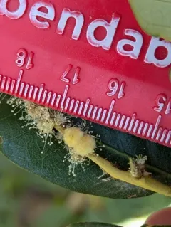 Dryocosmus juliae thumbnail 4