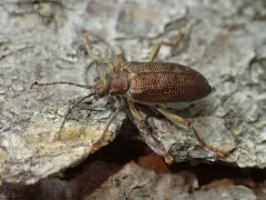 Copper Aquatic Leaf Beetle thumbnail 2