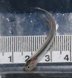 Northern Anchovy thumbnail 3