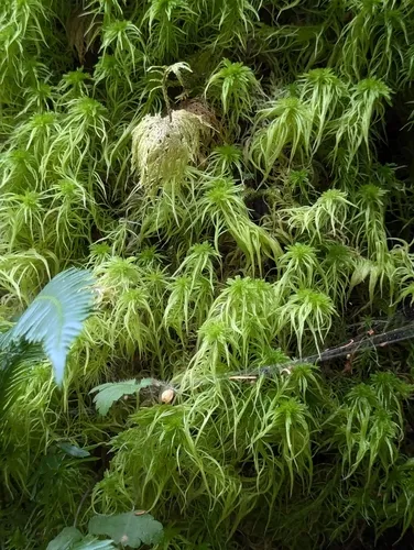 Variegated peat moss