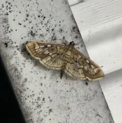 Zigzag Herpetogramma Moth thumbnail 4