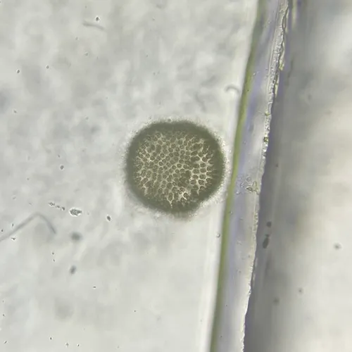Woronichinia naegeliana