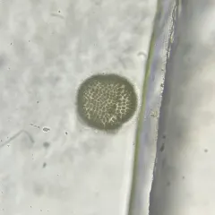 Woronichinia naegeliana thumbnail 1
