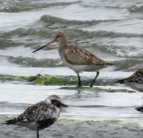 Bar-tailed Godwit