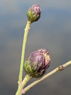 Asphondylia vernoniae thumbnail 2