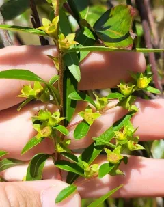 Globefruit Primrose-willow thumbnail 3