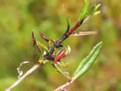 Rhytisma andromedae thumbnail 3