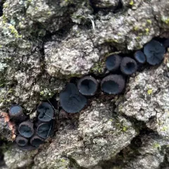 Poor Man's Licorice thumbnail 4