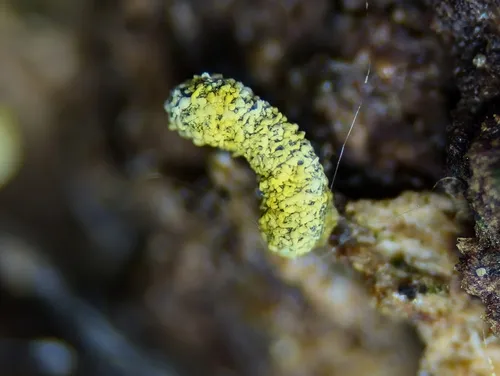 Physarum decipiens