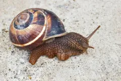 Turkish Snail thumbnail 1