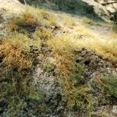 Red Beard Lichen thumbnail 4