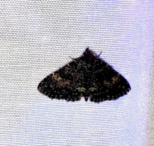 Diabolical Fungus Moth