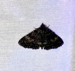 Diabolical Fungus Moth thumbnail 1