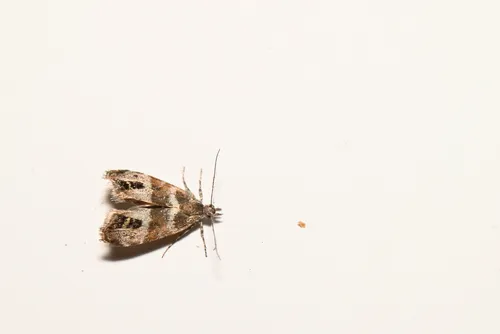Caloreas occidentella