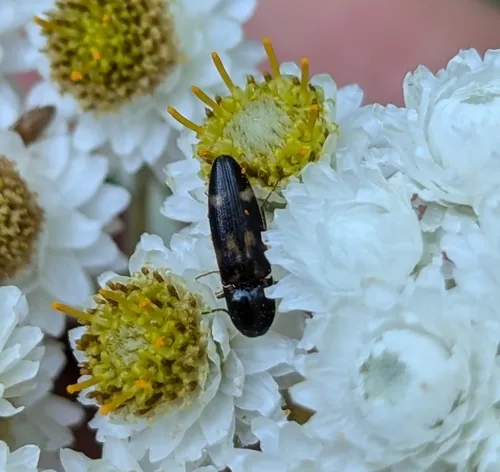 Megapenthes caprella