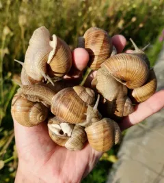 Roman Snail thumbnail 3