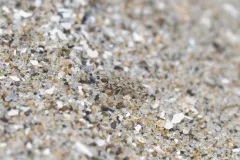 Anorostoma cinereum thumbnail 3