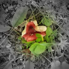 bloody brittlegill thumbnail 4