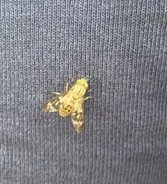Chrysops discalis thumbnail 4