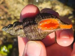 Scabrotrophon maltzani thumbnail 3