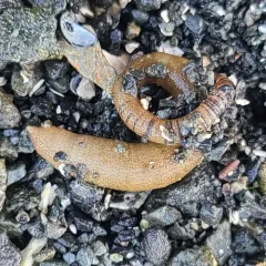 Pacific Peanut Worm thumbnail 3