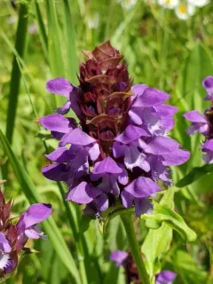 common selfheal thumbnail 2