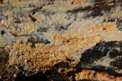 Botryobasidium capitatum thumbnail 2