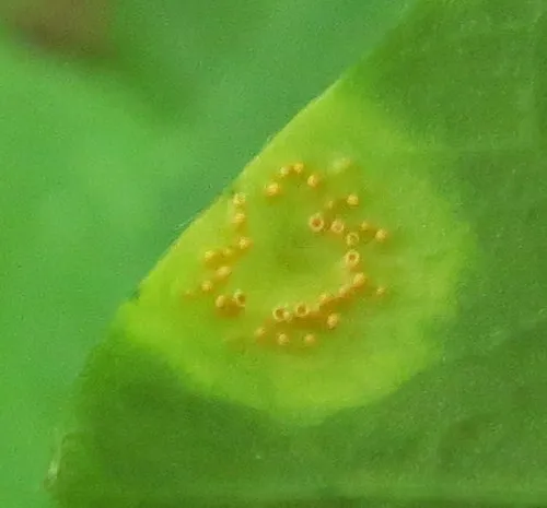 Puccinia hydnoidea