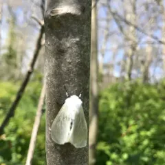 White Satin Moth thumbnail 2