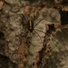 Caddo agilis thumbnail 1