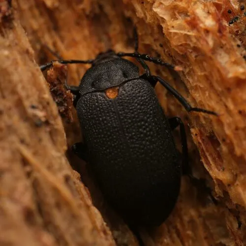 Oblique Polypore Fungus Beetle