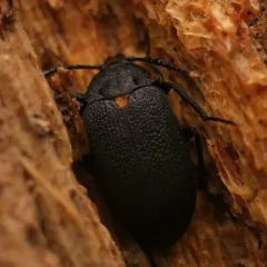 Oblique Polypore Fungus Beetle thumbnail 1