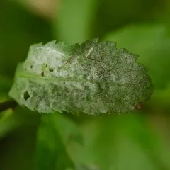 Podosphaera minor thumbnail 2