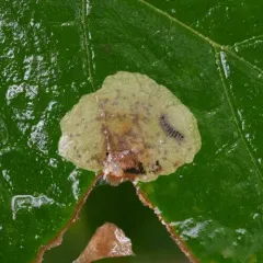 maple leafblotch miner thumbnail 1