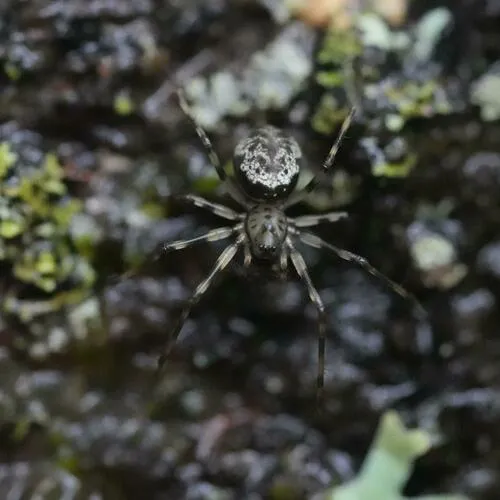 Northern Long-toothed Sheetweaver