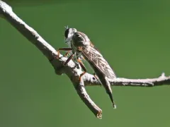 Neomochtherus piceus thumbnail 4