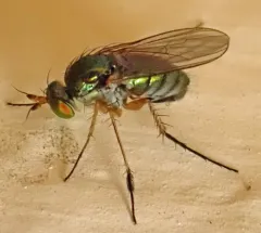 Dolichopus plumipes thumbnail 1