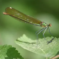 Superb Jewelwing thumbnail 1