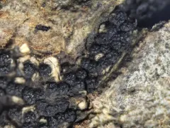 Eutypella parasitica thumbnail 4